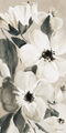 Image Not Available